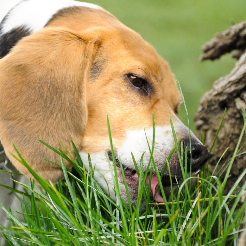 beagle eating grass