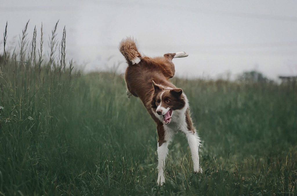Excited border collie dog jumping around in field