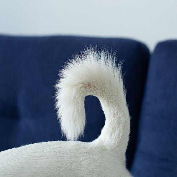 Everything You Ever Wanted To Know About Your Dogs Tail