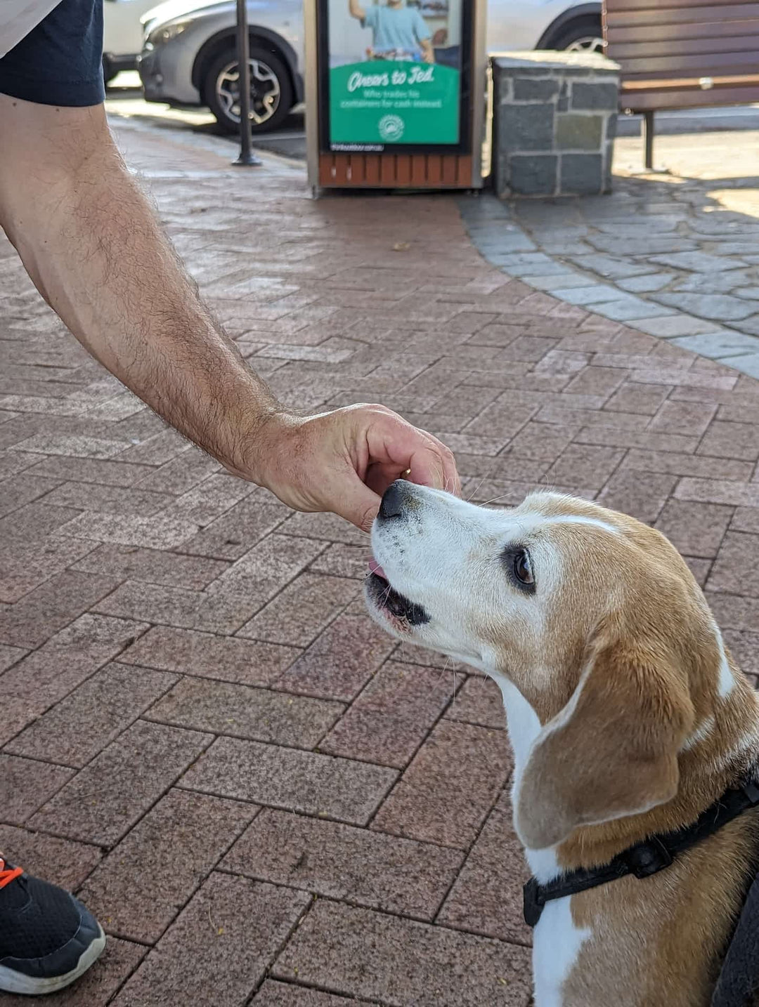 dog taking treat