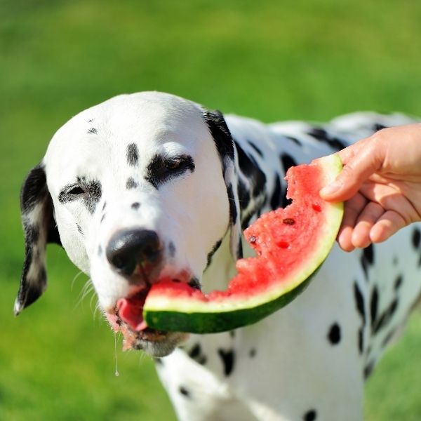 A Refreshing Summer Treat For Your Dog