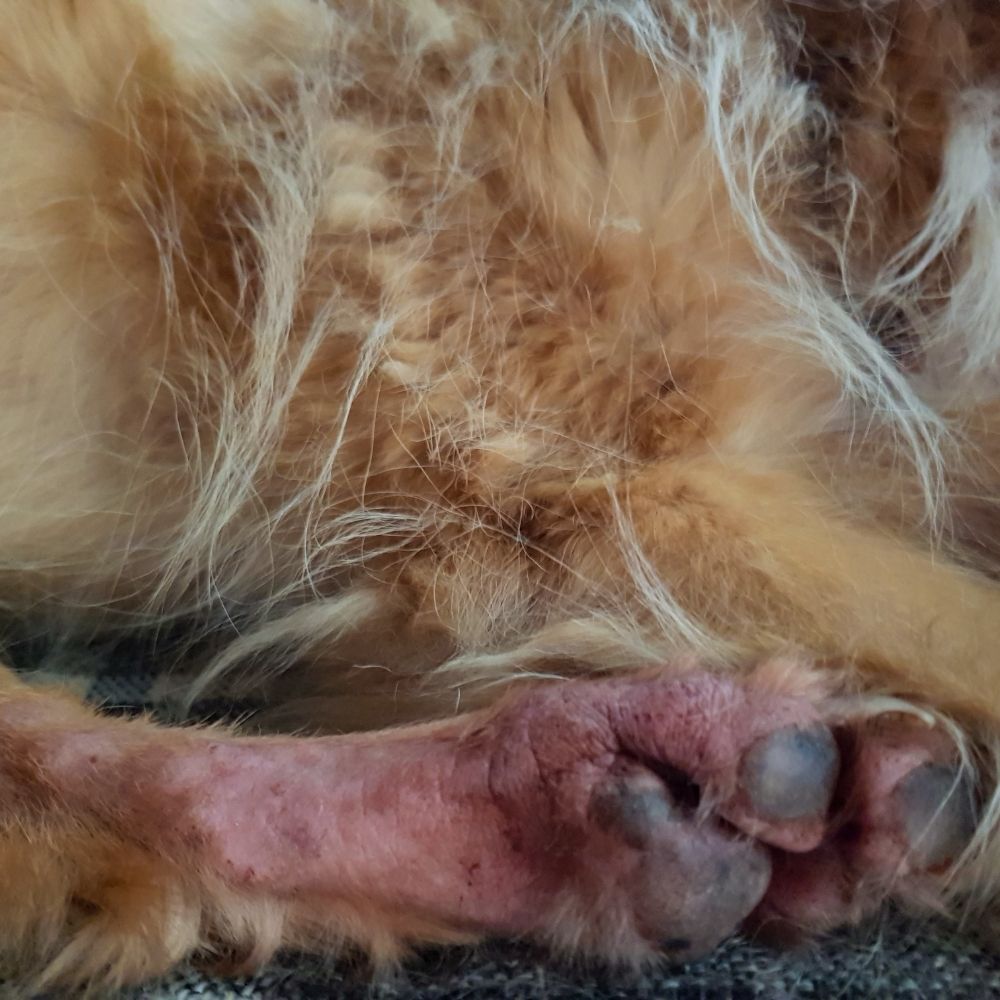 dog paw red and inflamed