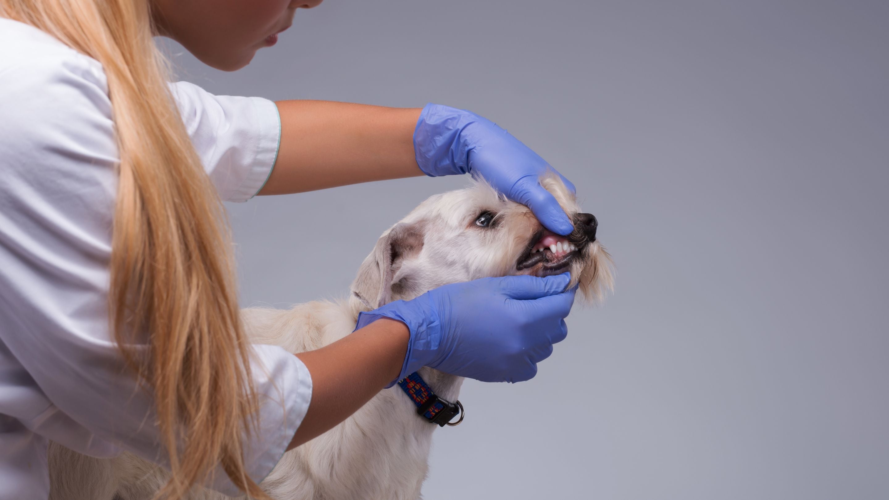 Dogs mouth being inspected by vet