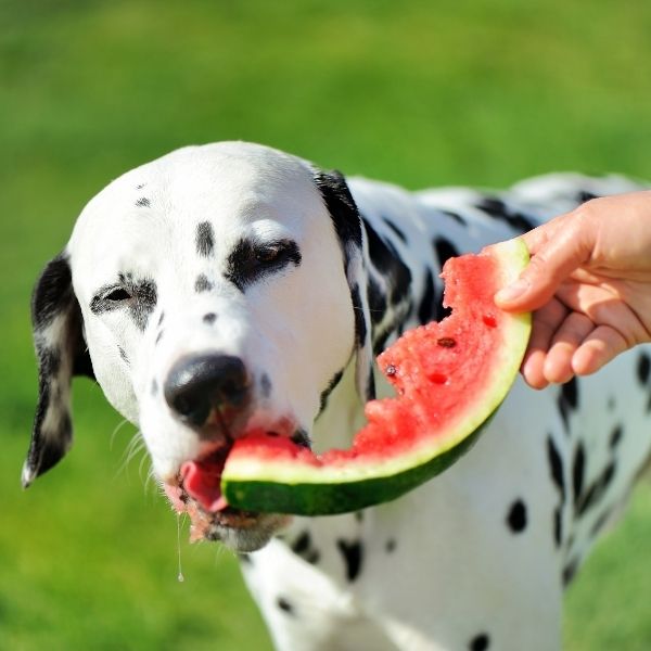 dog with watermelon