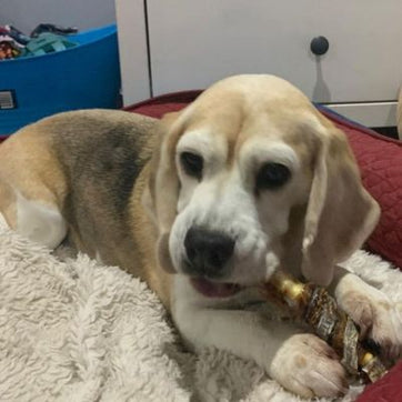 Senior dog eating natural joint health treat from Bonza Dog Treats