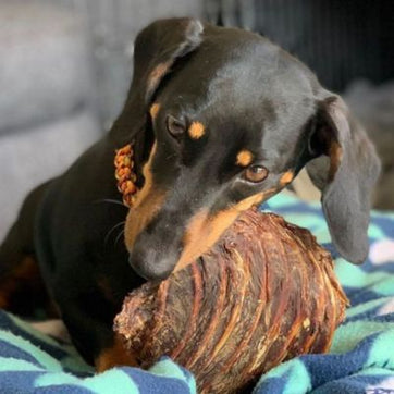 Dacshund dog with dental health treat Bonza Dog Treats