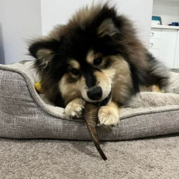 Lapphund puppy chewing novel protein goat horn from Bonza Dog Treats