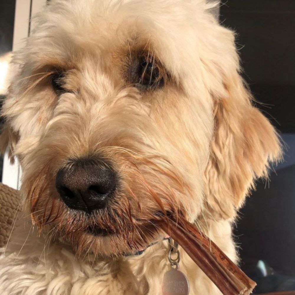 Groodle with bully stick
