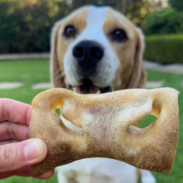 Beagle with a fugly treat from the Bonza Dog Treats fugly & fomo collection