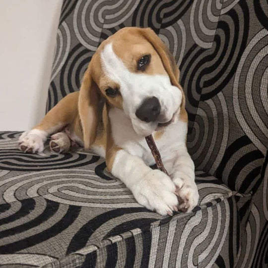 Small beagle puppy chewing on natural teething chew for dogs