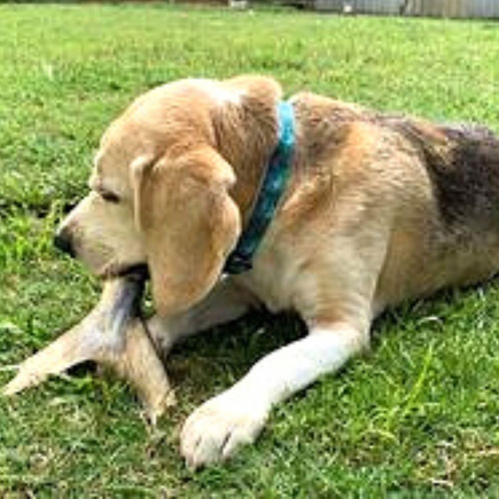 Beagle eating Queenfish tail Bonza dog Treats