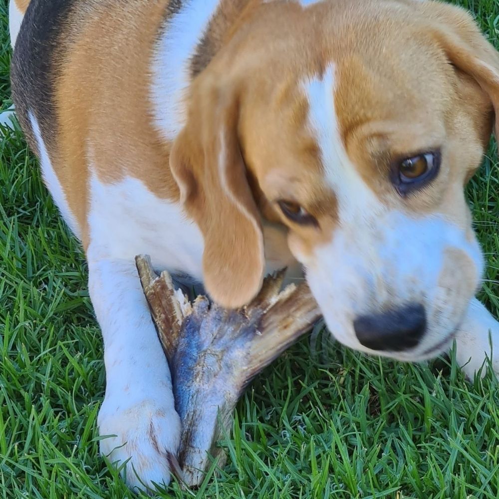 Khaleesi the beagle enjoying Bonza Dog Treats queenfish tail