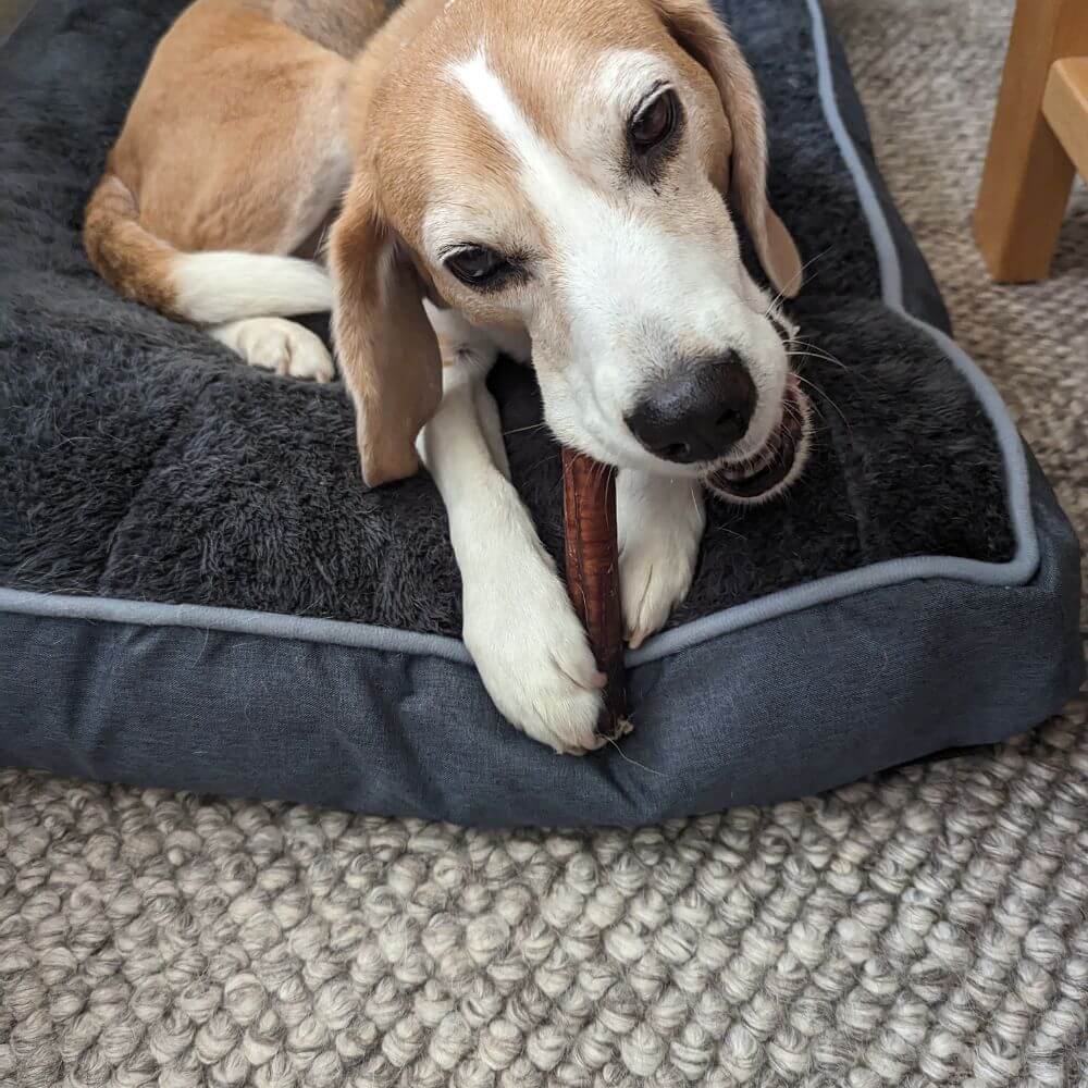 Beagle chewing jumbo bully stick | Bonza Dog Treats