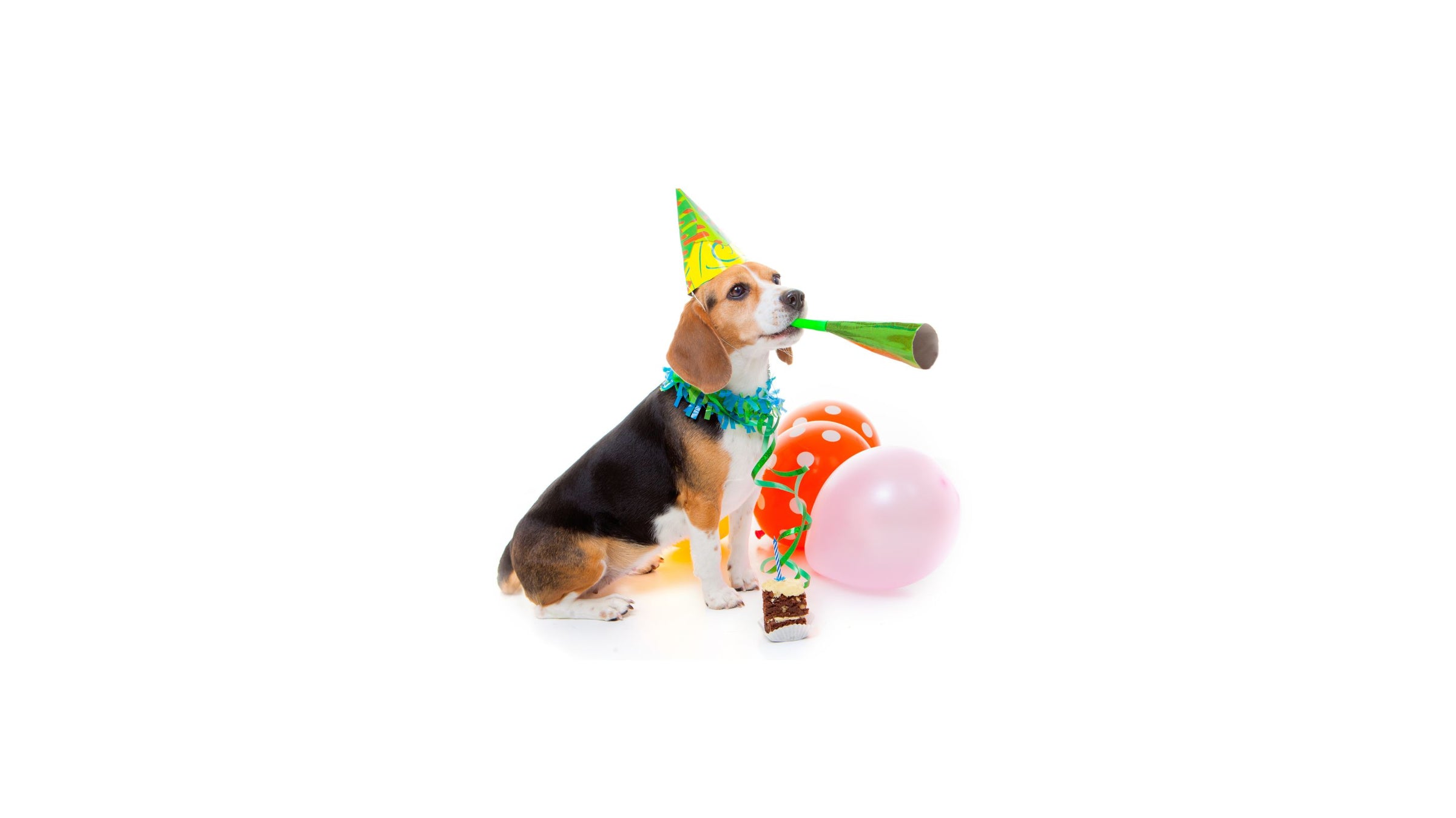 BEAGLE CELEBRATING BIRTHDAY WITH HAT BALLOONS AND CAKE