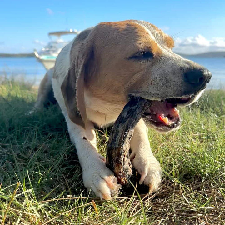 Beagle dog eating Australian Turkey Neck - Natural Dental Chew for Large Dogs & Puppies | Bonza Dog Treats