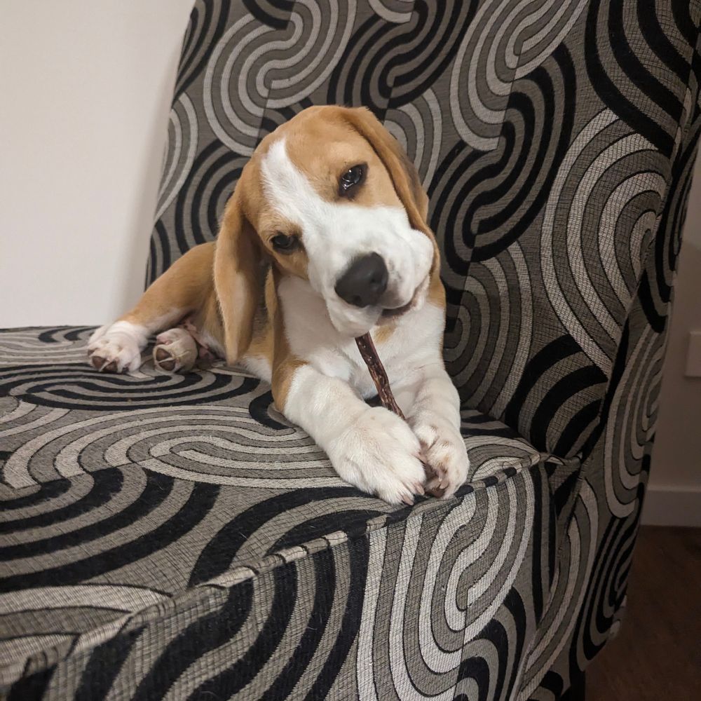 beagle puppy on black and white chair holding a piece of pork pizzle between his paws and chewing