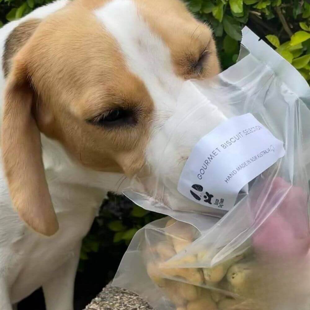 Beagle with nose in bag of dog biscuit treats Bonza Dog Treats
