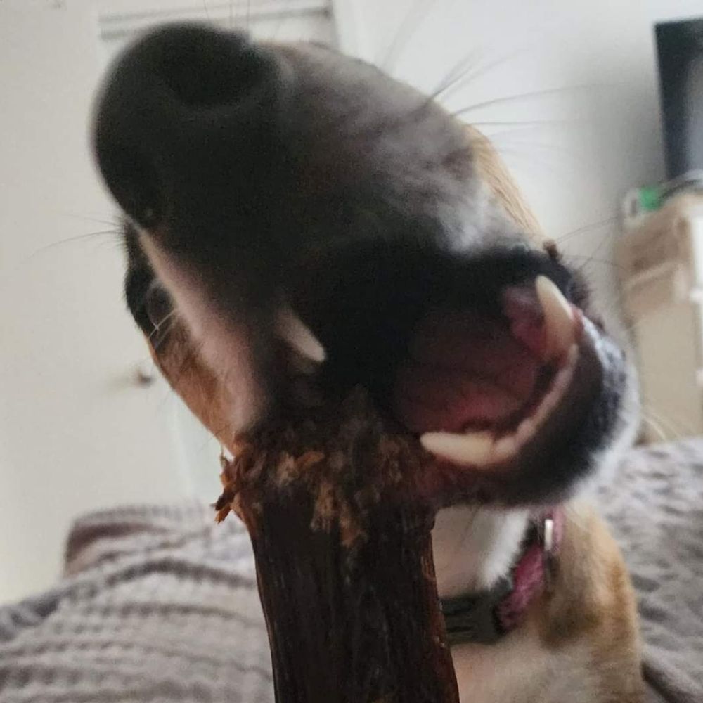 Close up of dog chewing kangaroo tail from Bonza Dog Treats