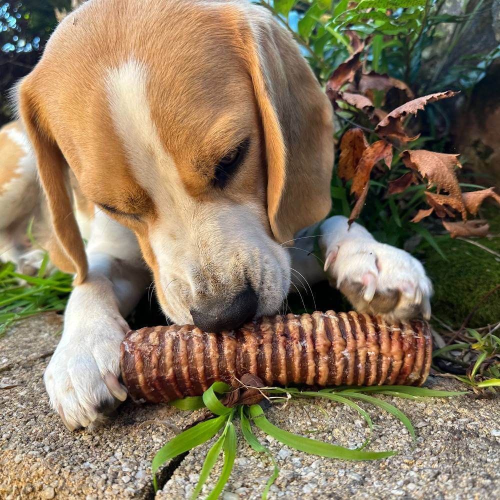 Beagle with beef trachea dog chew  | Bonza Dog Treats