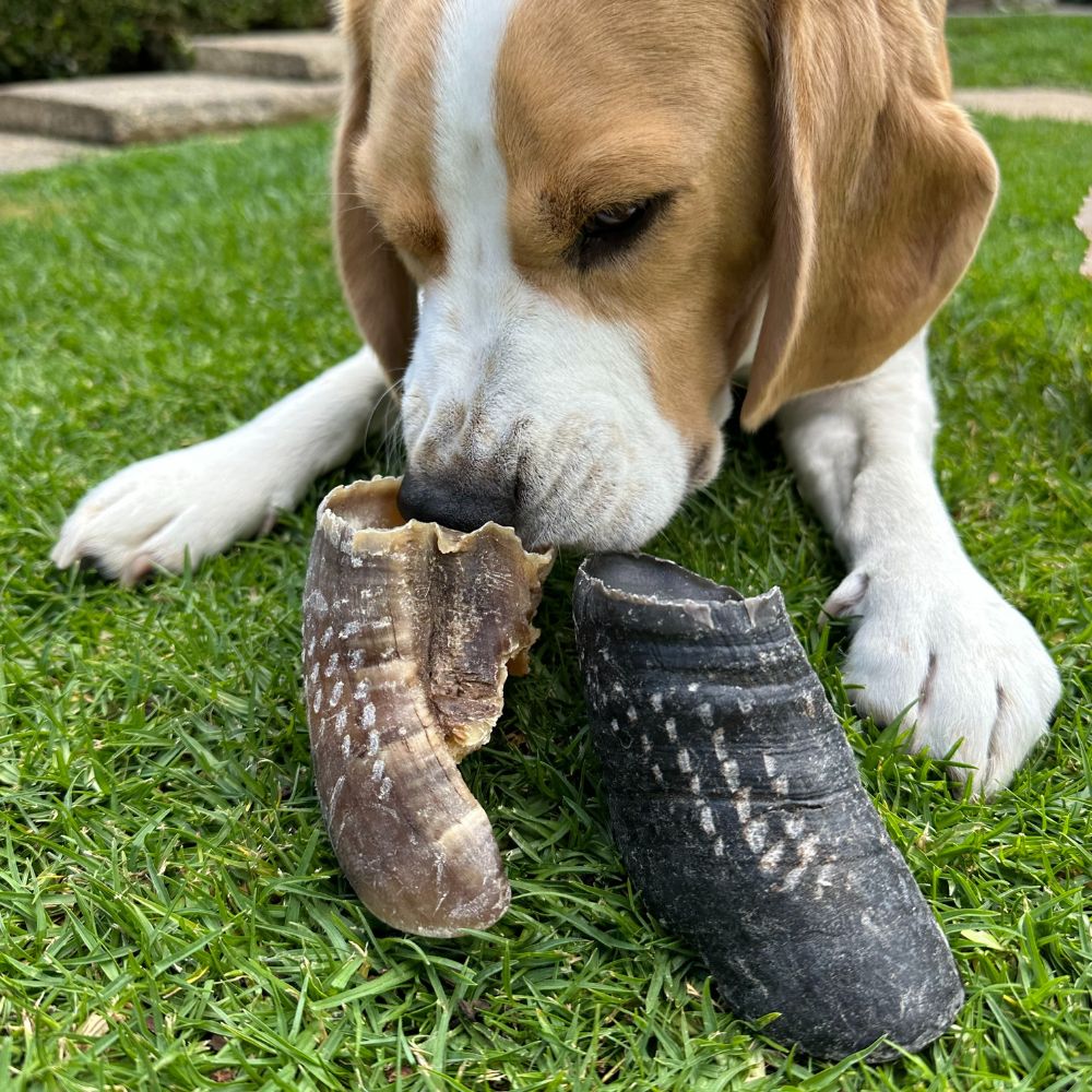 Beagle lying on grass sniffing cow hoof beef toe nail dog treats Bonza Dog Treats