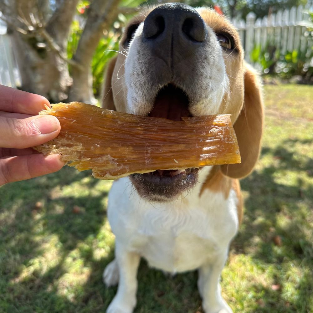 Beagle with mouth wide open ready to eat a piece of beef paddywack Bonza Dog Treats