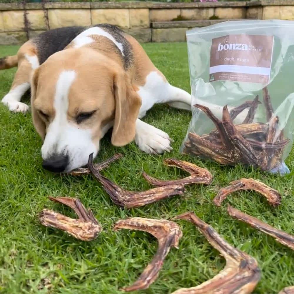 Beagle with bag of 100% Australian Duck Wing dental treats for small/medium dogs | Bonza Dog Treats