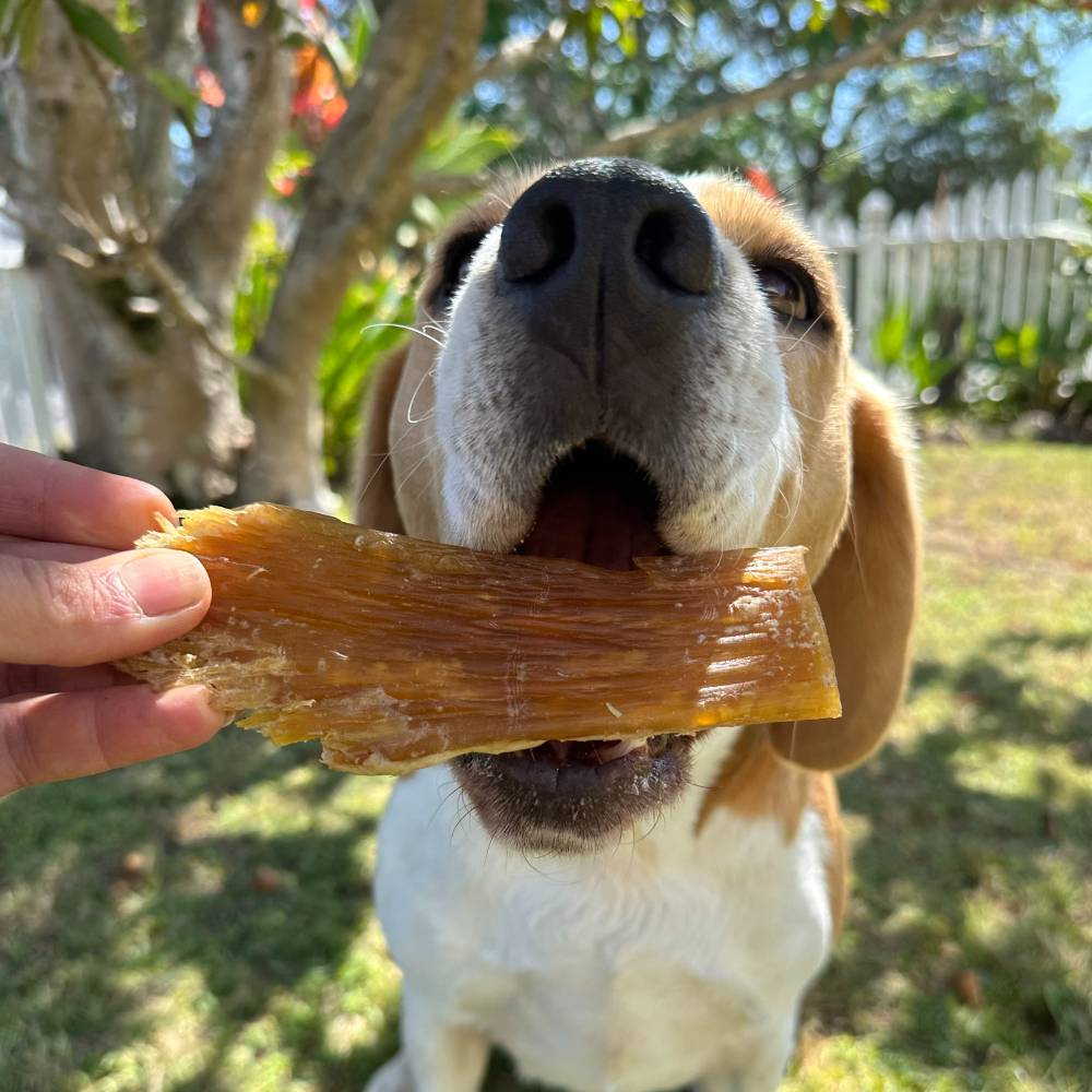 Beagle with longlasting beef paddywack chew | Bonza Dog Treats