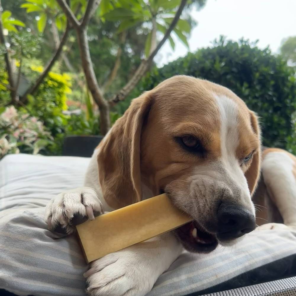 Bernie Beagle on outdoor bed with Himalayan Chew
