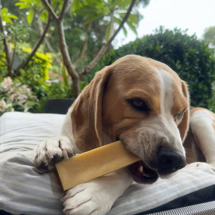 Bernie Beagle on outdoor bed with Himalayan Chew