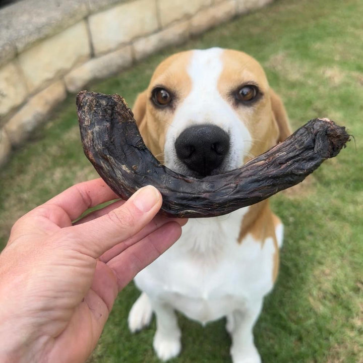 Bernie Beagle in the garden looking at an em,u neck dog treat Bonza Dog Treats