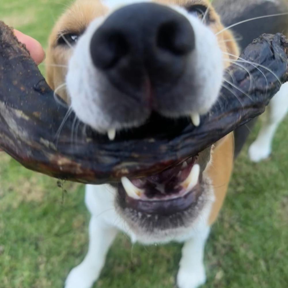 Bernie beagle with an emu neck dog treat in his mouth Bonza Dog Treats