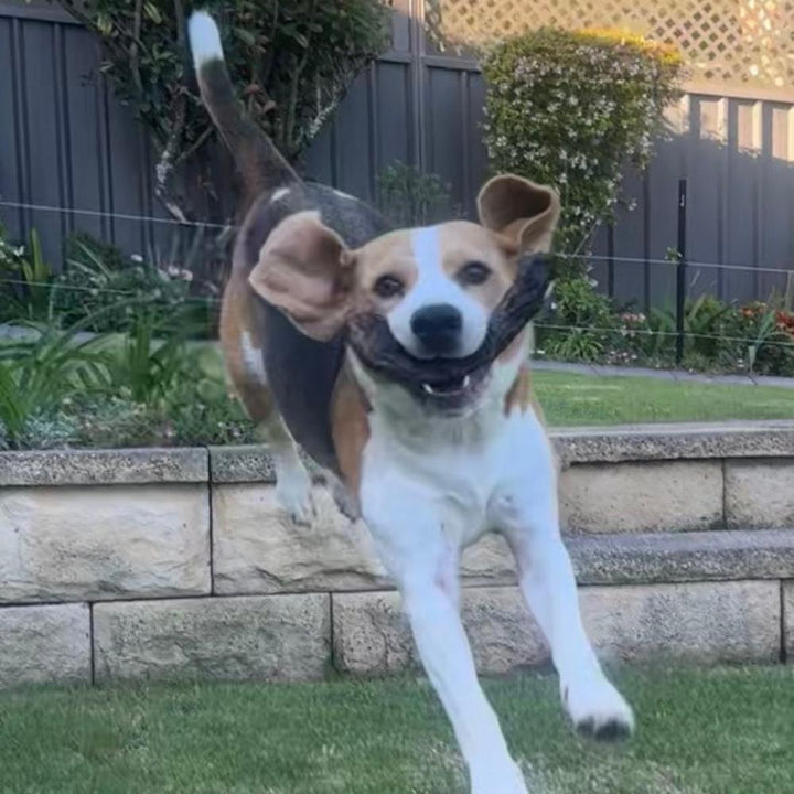 Bernie having fun with an emu neck dog treat Bonza Dog Treats