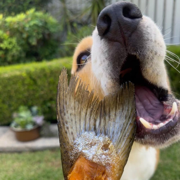 Bernie beagle about to eat a piece of salmon tail Bonza Dog Treats