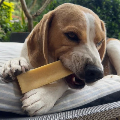 Himalayan Dog Chews
