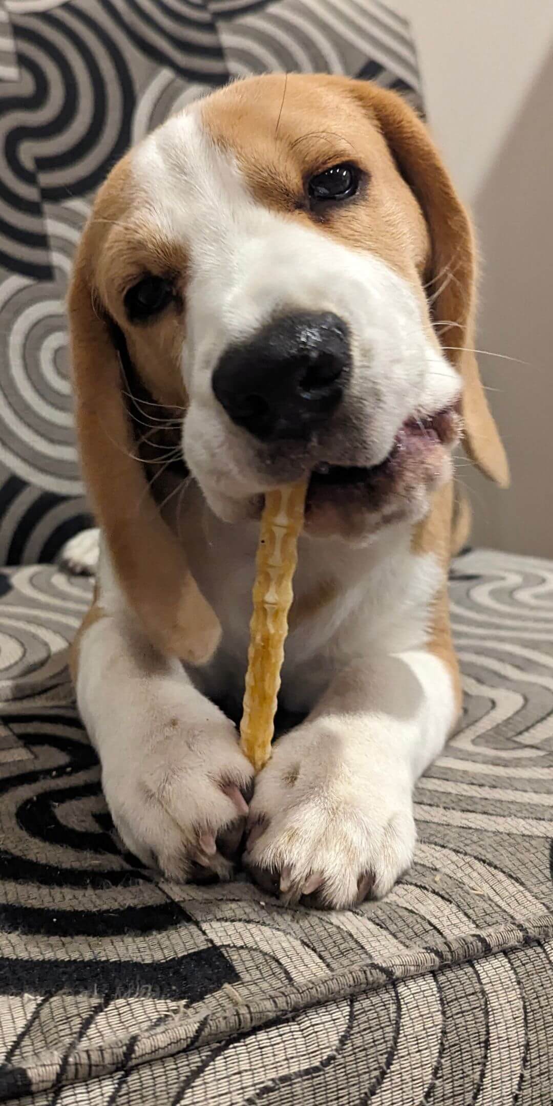 Bilbo beagle puppy holding shark cartilage between his paws on a patterned chair