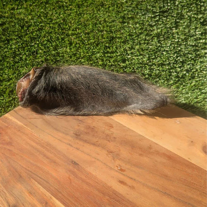 Hairy Australian Buffalo Ear, a long-lasting novel protein chew for gut and dental health | Bonza Dog Treats