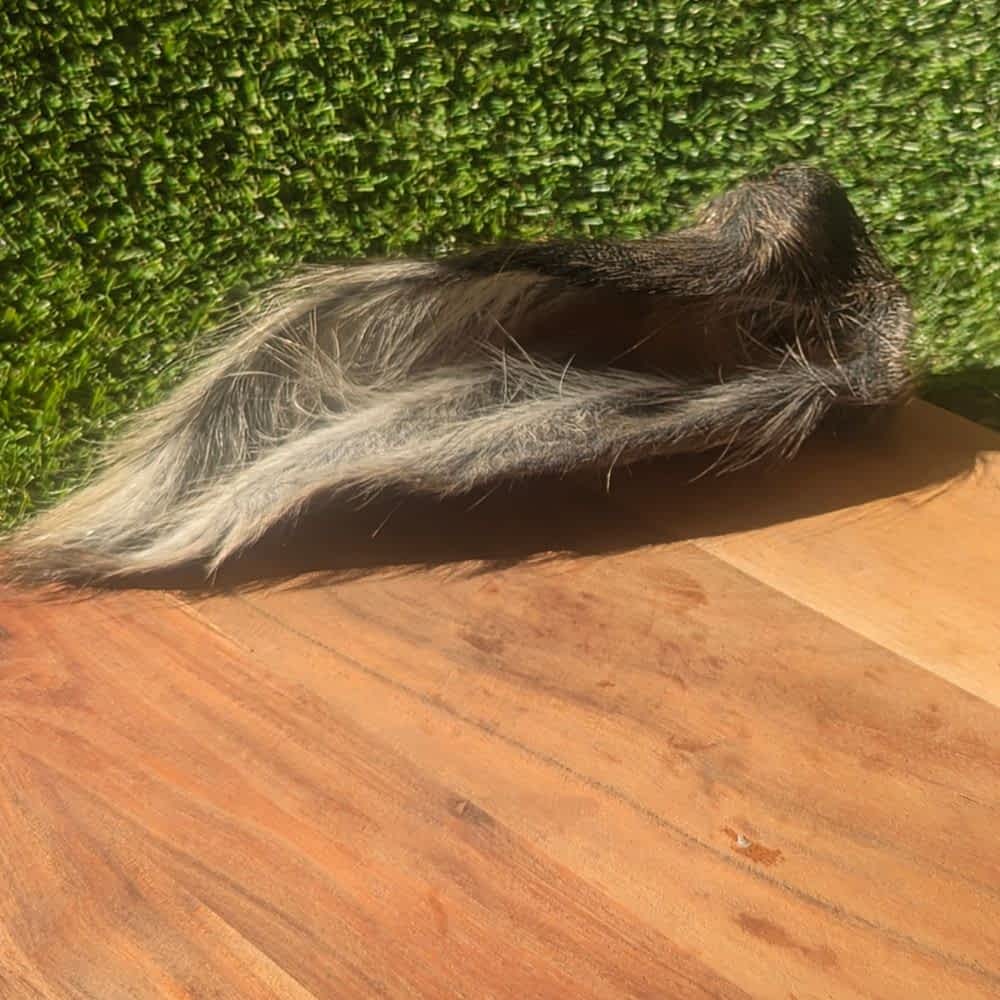 Hairy Australian Buffalo Ear, a long-lasting novel protein chew for gut and dental health | Bonza Dog Treats