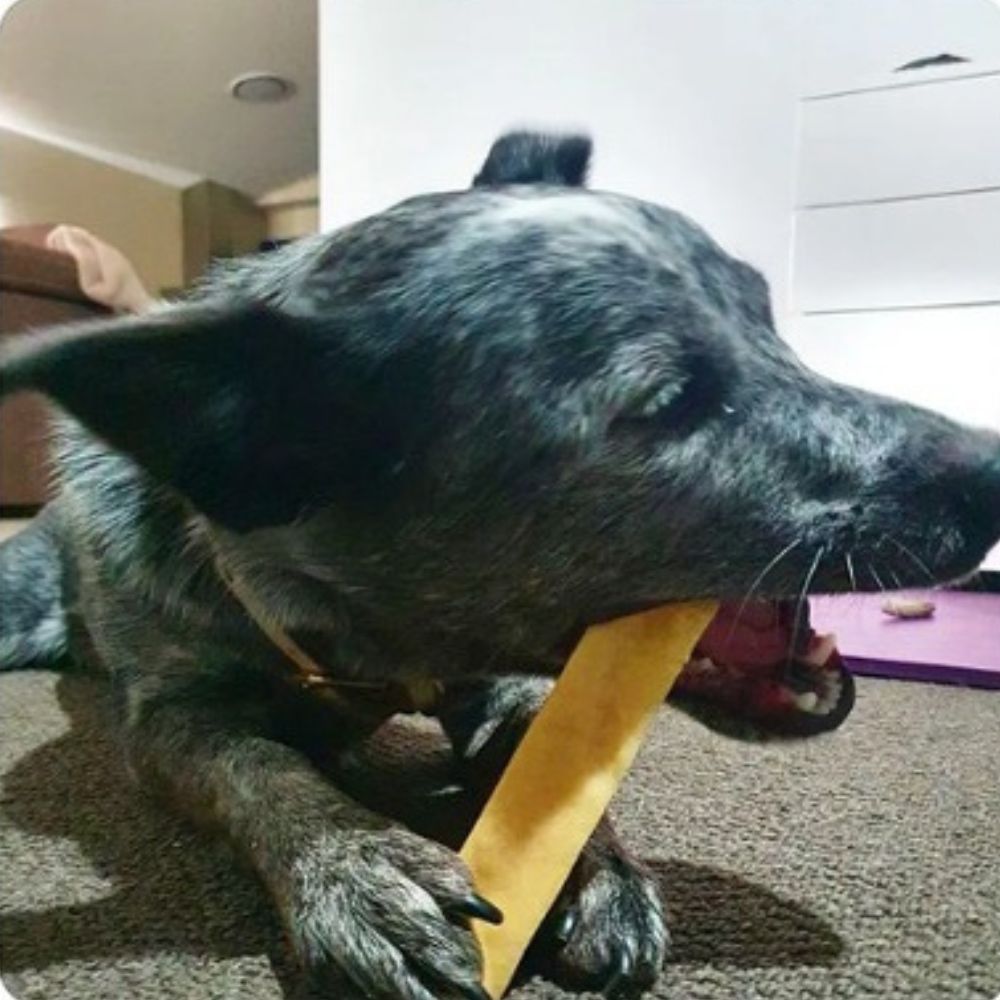 Cattle dog chewing a genuine Himalayan Yak Chew, a no-splinter, long-lasting bone alternative for tough chewers | Bonza Dog Treats