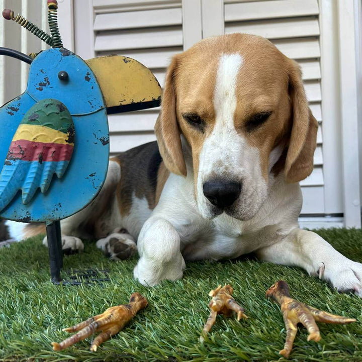 Bealgle looking at 3 crunchy chicken feet | Bonza Dog Treats
