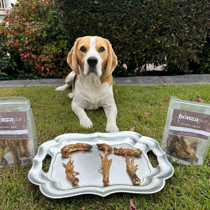 Beagle looking at platter holding chicken necks and feet | Bonza Dog Treats