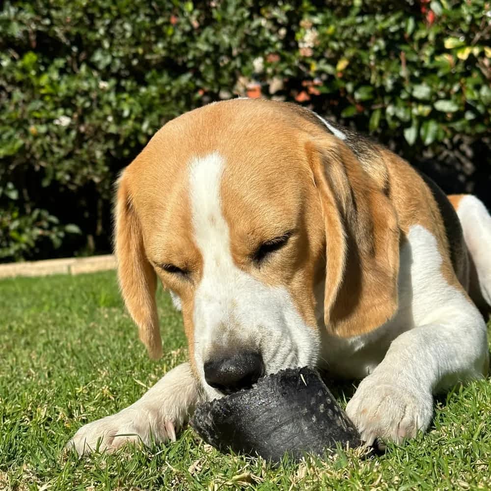 Bernie Beagle chewing low-fat Cow Hooves (Beef Toe Nails) for long-lasting chew enrichment | Bonza Dog Treats
