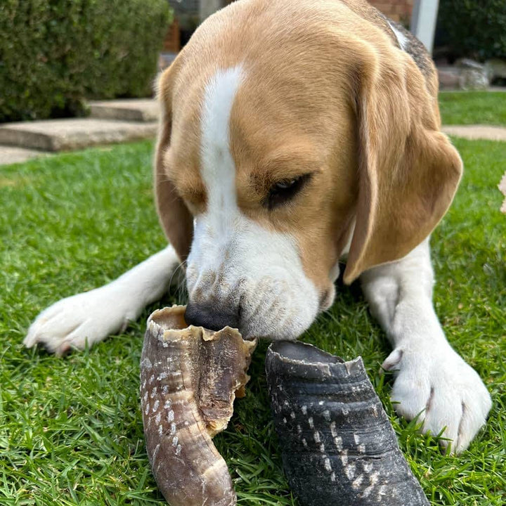 Bernie Beagle sniffing low-fat Cow Hooves (Beef Toe Nails) for long-lasting chew enrichment | Bonza Dog Treats