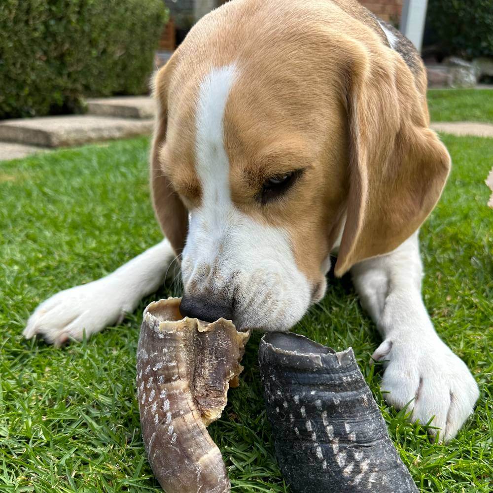 Beagle with cow hooves dog chew | Bonza Dog Treats