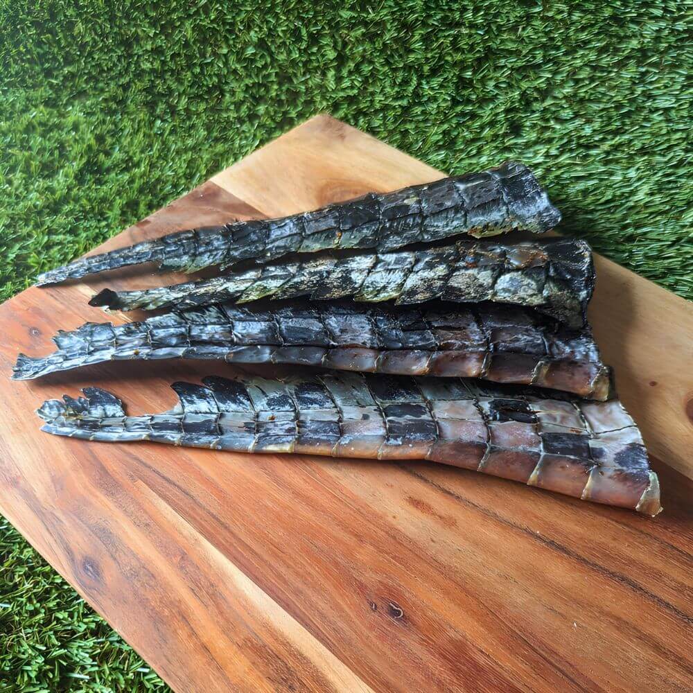 Jumbo Australian Crocodile Tail Tips, complete chew with skin and bone for novel protein diets | Bonza Dog Treats