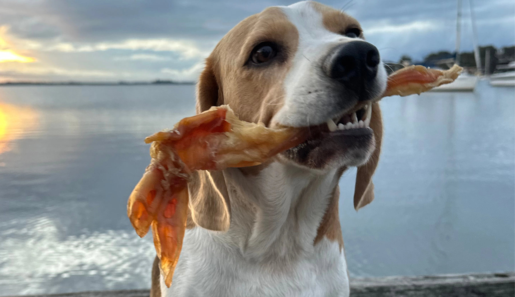 Beagle in waterfront setting with natural treat in mouth