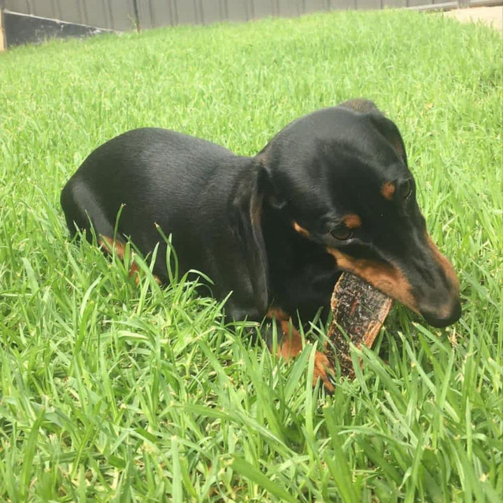 Daschund eating Piece of Kangaroo Jerky, a low-fat (<5%) Aussie dog chew rich in Iron for vitality and dental health | Bonza Dog Treats