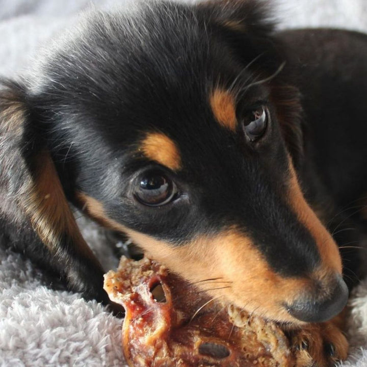Daschund eating  Australian Pig Snout, a high-protein, long-lasting pork chew for small and medium dogs that promotes dental health | Bonza Dog Treats