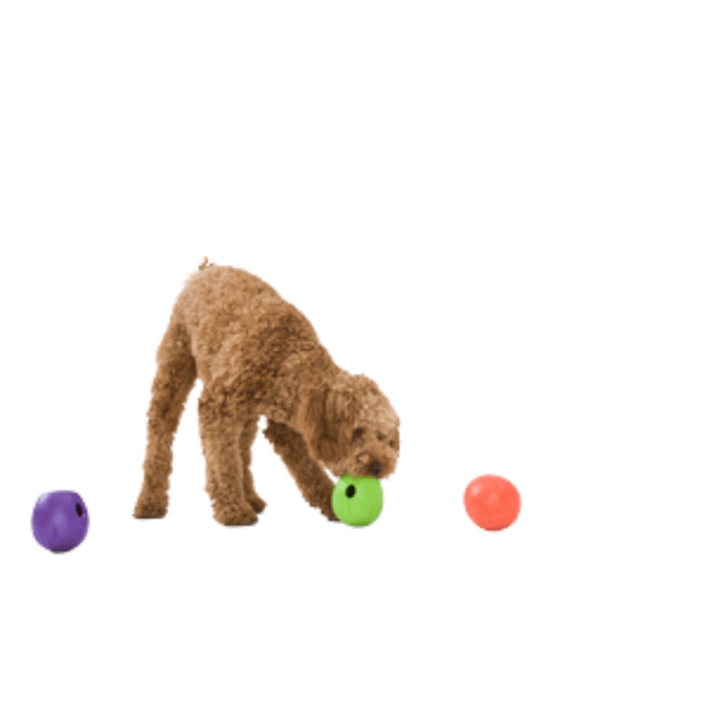 Dog with 3 West Paw Rumbl interactive slow feeder toy, a durable, non-toxic enrichment device for preventing bloat and speed eating in dogs | Bonza Dog Treats