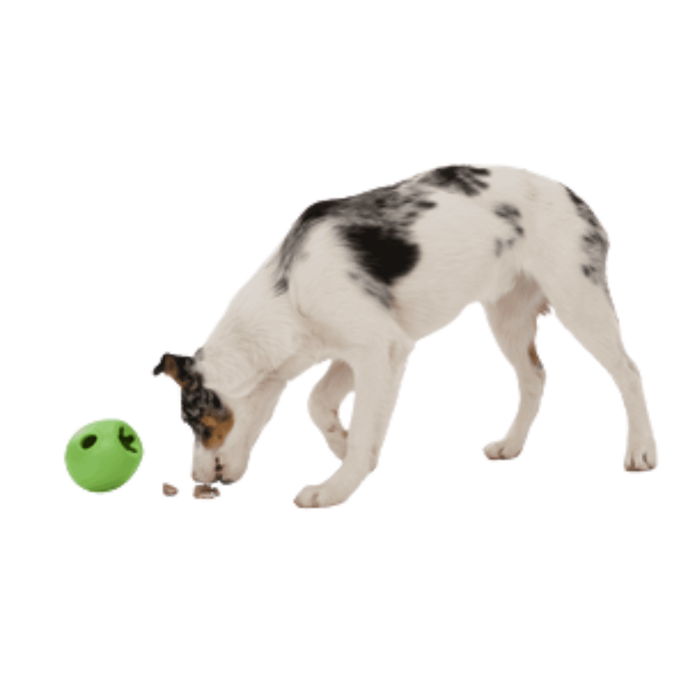 dog with West Paw Rumbl interactive slow feeder toy, a durable, non-toxic enrichment device for preventing bloat and speed eating in dogs | Bonza Dog Treats