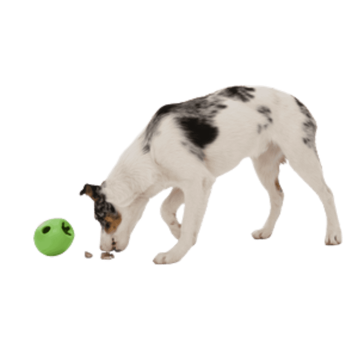 dog with West Paw Rumbl interactive slow feeder toy, a durable, non-toxic enrichment device for preventing bloat and speed eating in dogs | Bonza Dog Treats